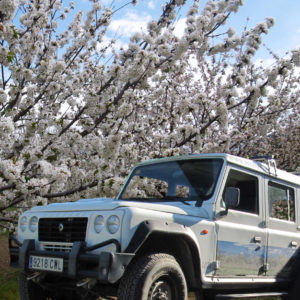 Cerezos en flor valle del jerte