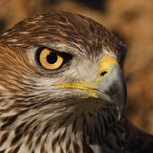 rutas 4x4 observación de aves águila perdicera
