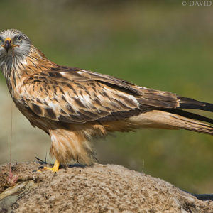 birdwatching en monfrague
