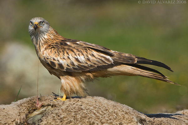 birdwatching en monfrague